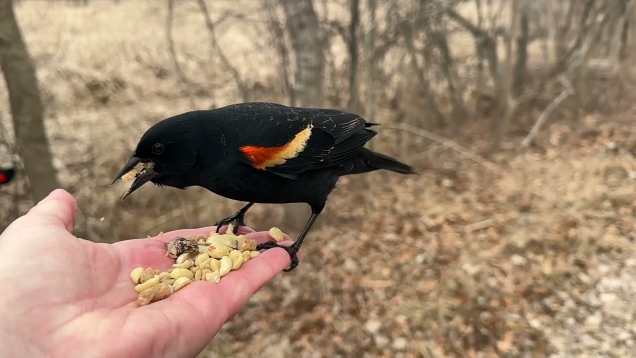 Hand-feeding Birds in Slow Mo - Downy Woodpecker