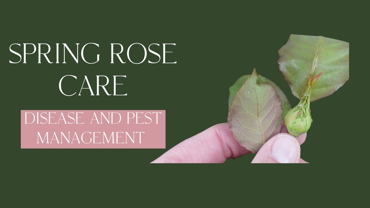 Spring Disease and Pest Management