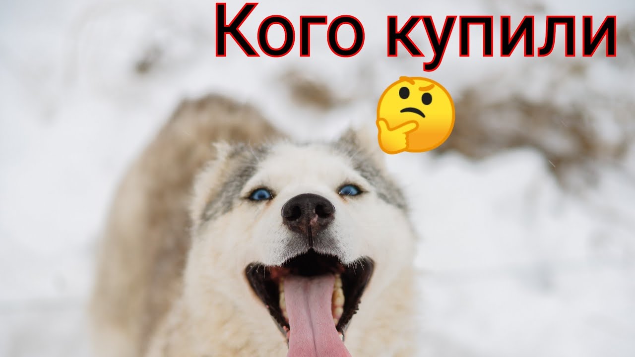Завтра начинаем🐕🐕🐕🐕//готовимся🤪//в хозяйстве пополнение🥰//Хаски Блюз Интересная жизнь