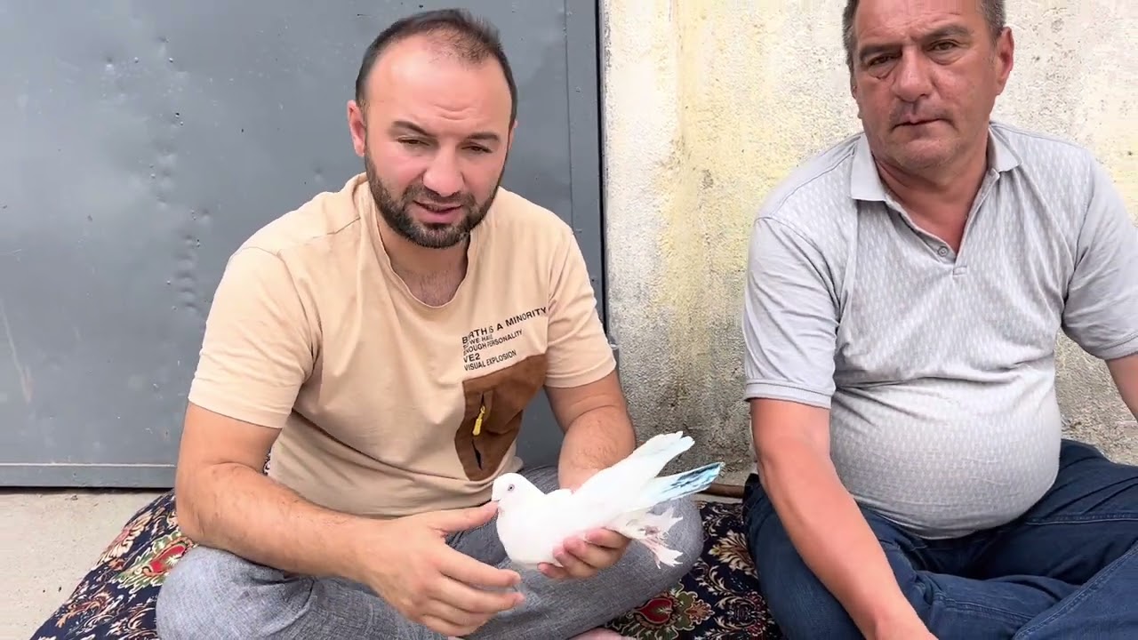 О засиженных голубях🕊и племенных которые сидят годами.