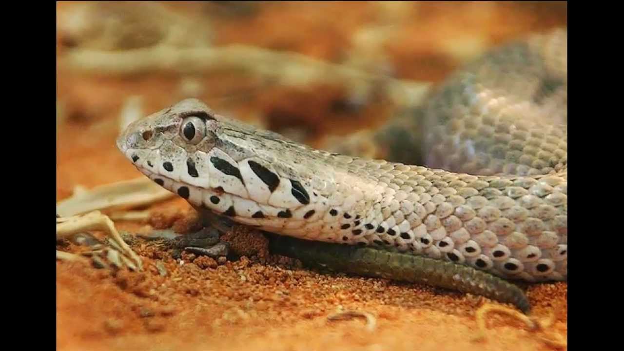 Deadly Snakes: The Death Adder