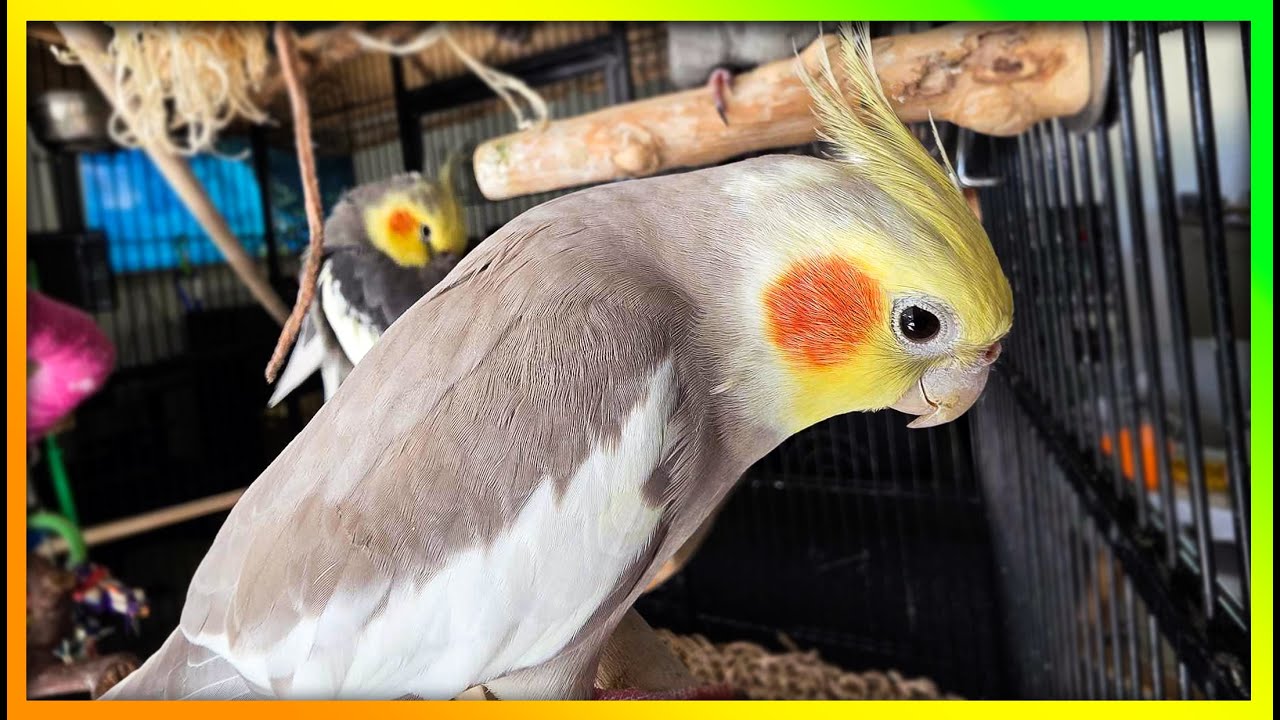 Cute Cockatiel Vibes & Songs | The Bird Sanctuary |