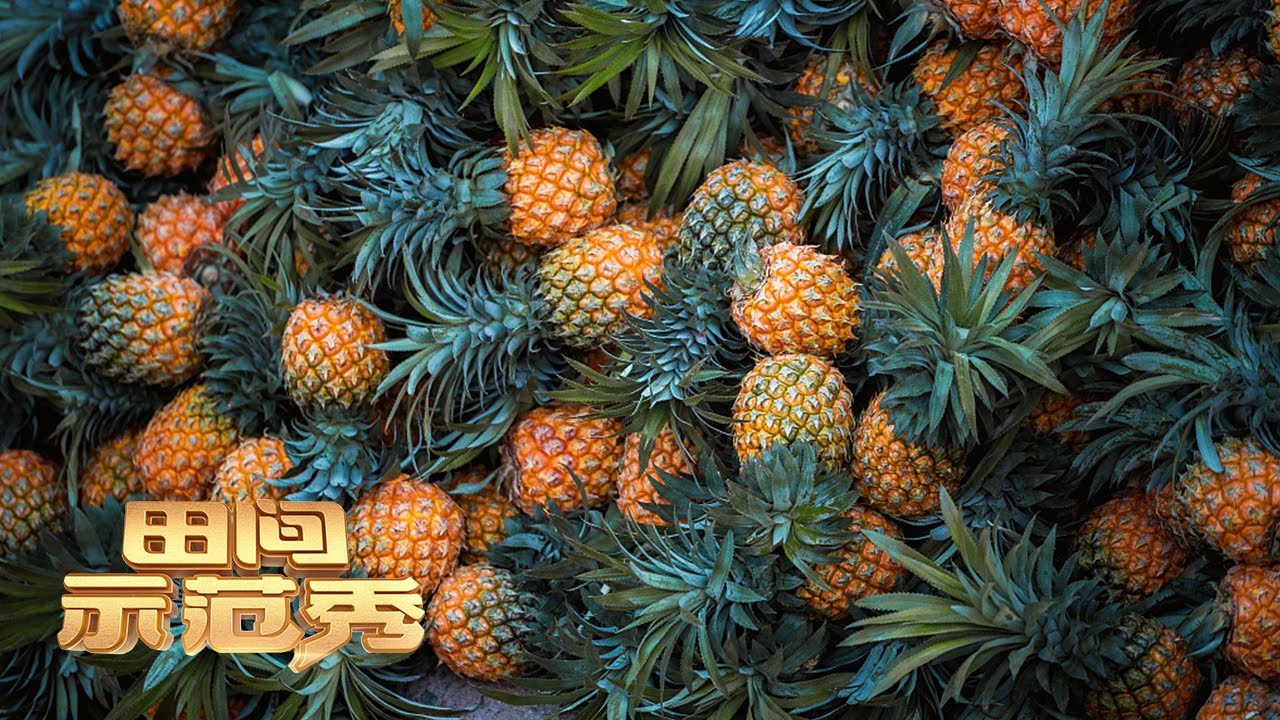 得天独厚的菠萝之乡诞生独到的种植方法！如何避免菠萝裂果，你要的防治措施都在这里！丨「田间示范秀」20220822