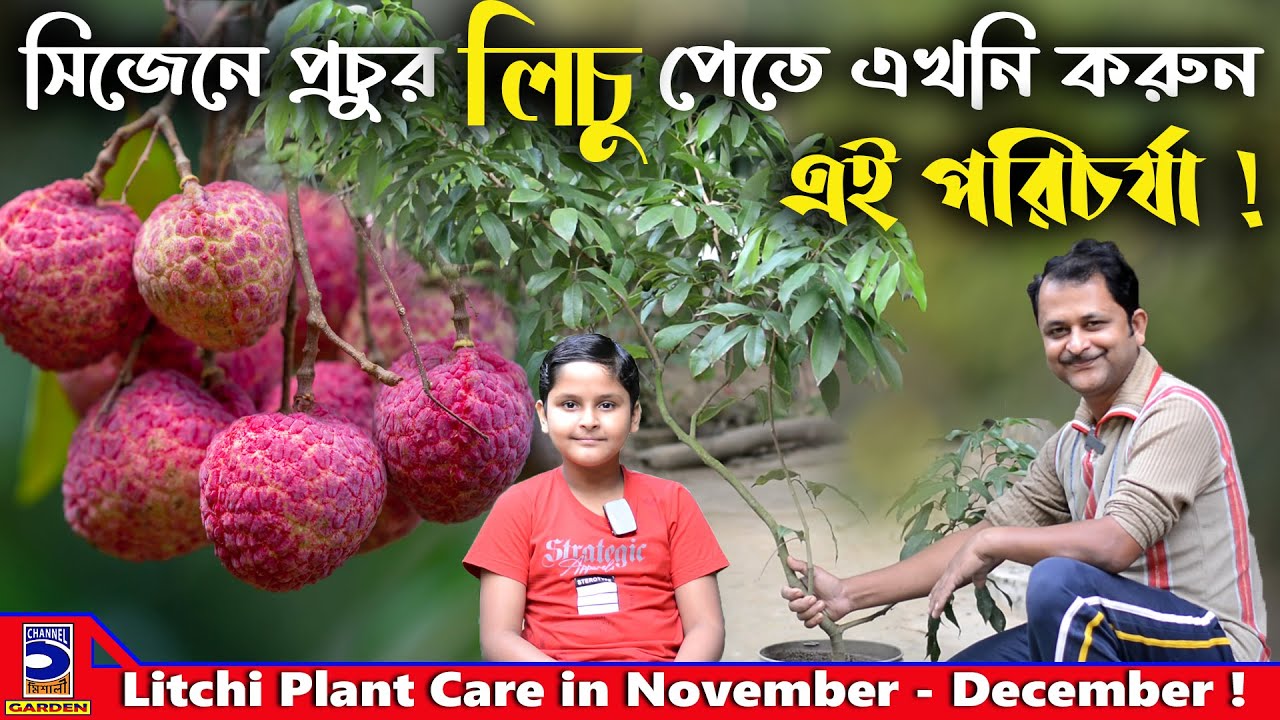 লিচু গাছে প্রচুর লিচু পেতে এখনি করুন এই পরিচর্যা ! Litchi plant care in November to December !