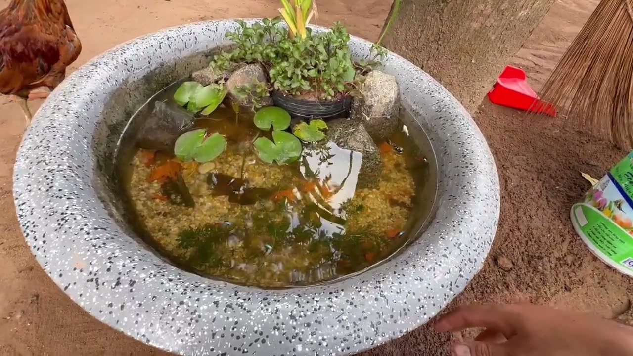 Chủ nhật úp cho mấy chú gà ăn cỏ nhưng phải giữ gần Tết rồi nha anh em