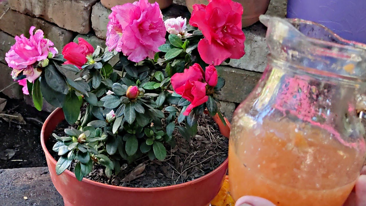 Aplica un chorrito de este abono Casero a las plantas AZALEAS para Floración