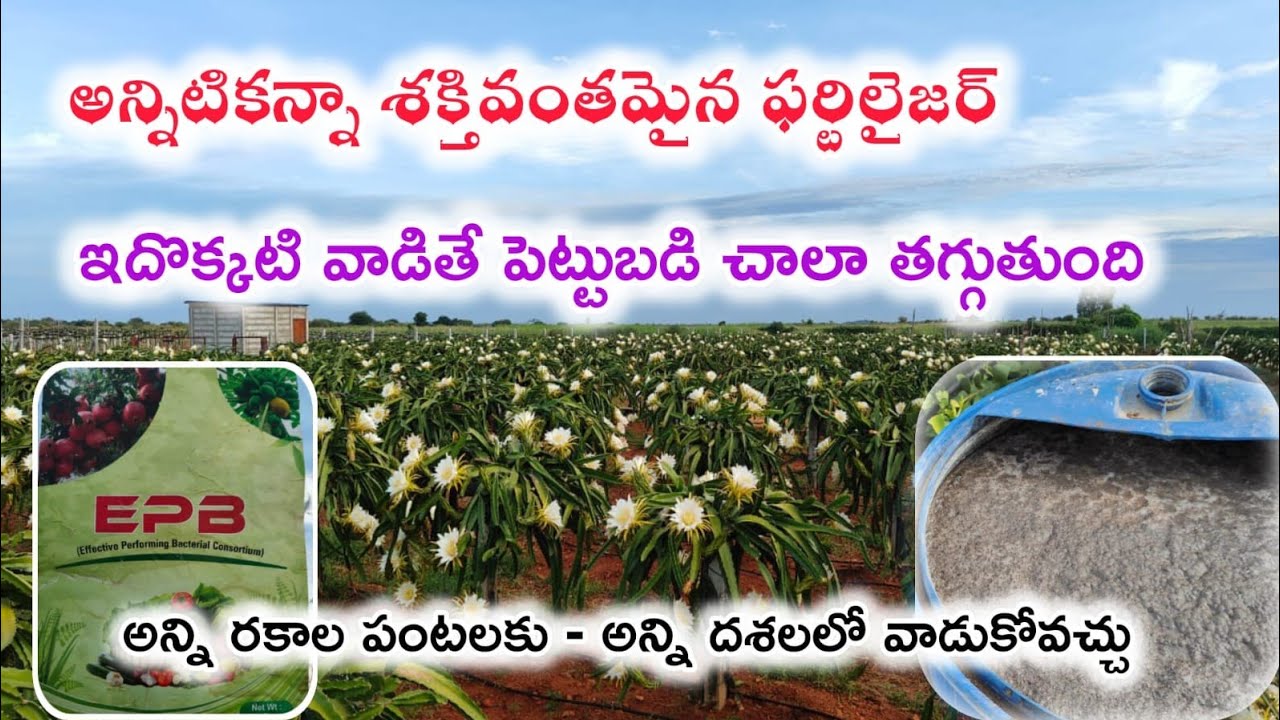 Epb బ్యాక్టీరియా (స్లరీ) తయారు చేసే విధానం    9398242321