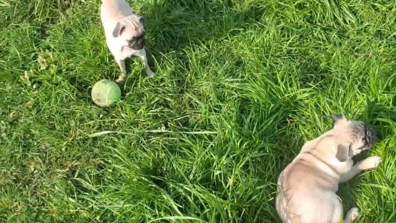 Pug Puppies Run in the Sun