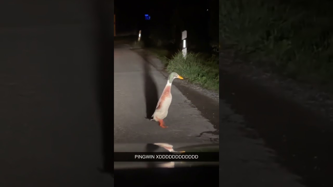 Polski pingwin? Albo pingwina? Austriackiego? 🐧🦆😆