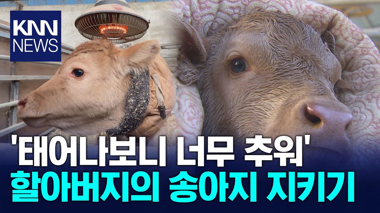 '입춘 무색' 다시 찾아온 한파에 농가 보온 비상 / KNN