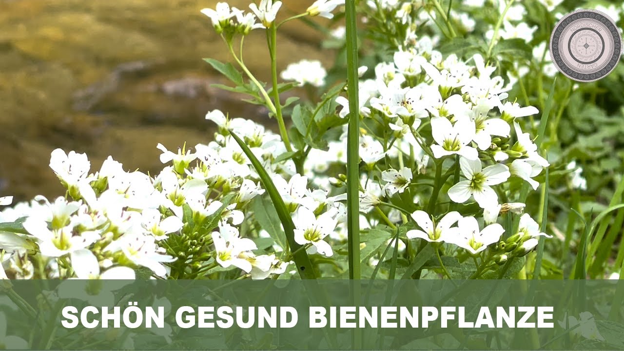 Verwandle deinen Garten in ein Paradies  für dich, Hummel, Biene und Schmetterling