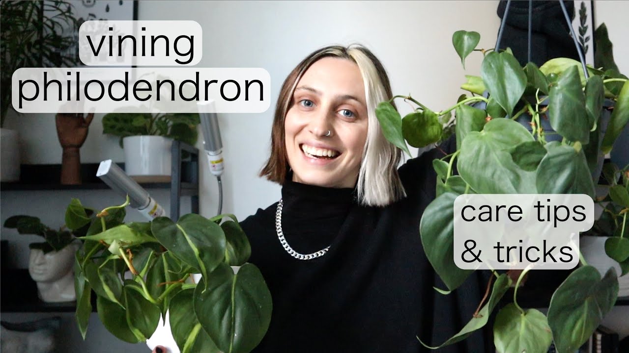 VINING PHILODENDRON CARE | Philodendron Hederaceum Tips & Tricks