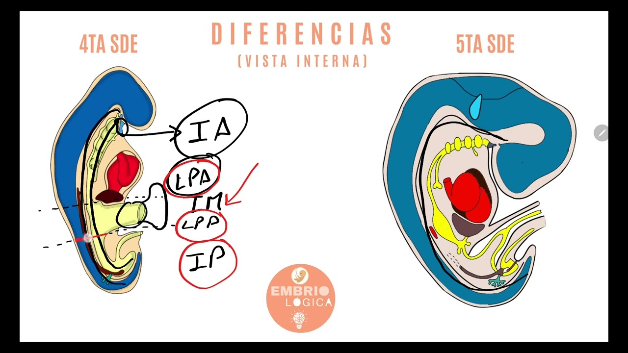 Diferencias 4TA Y 5TA SDE MAQUETAS