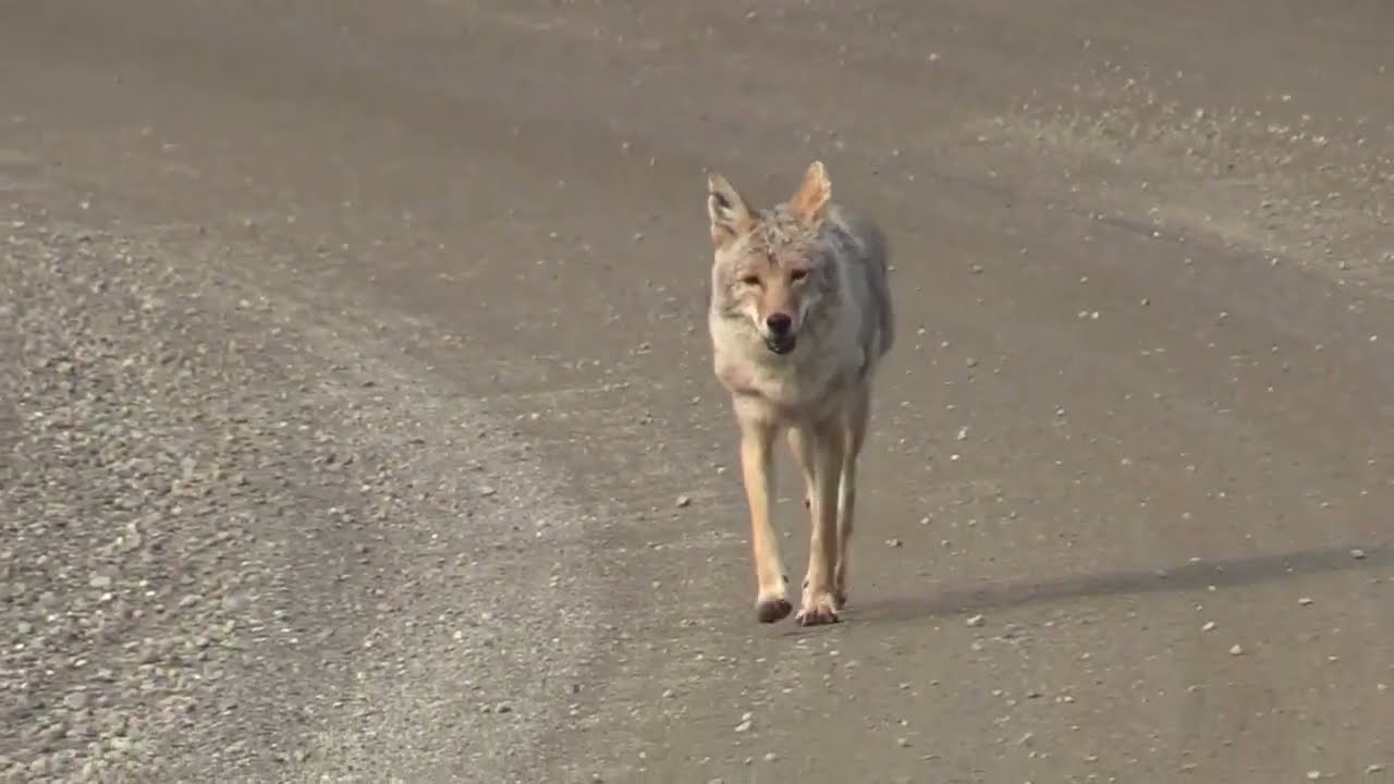 Identifying Wolves & Coyotes - What to Look For