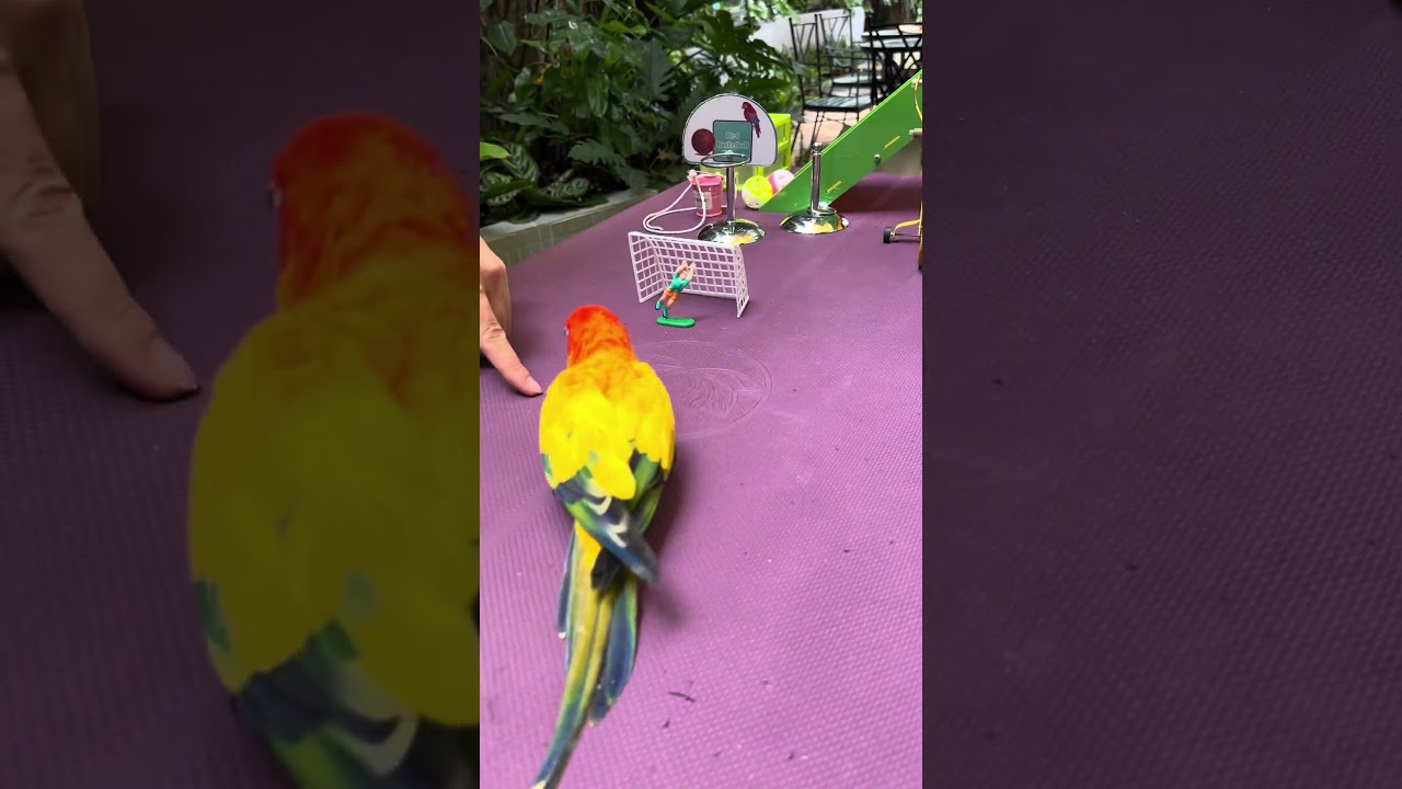 Đệ tử CR7 - CR8 vẹt Sun Conure đ&aacute; banh #dayvet #huanluyenvet #chimvet #chamsocvet #petme #sunconure