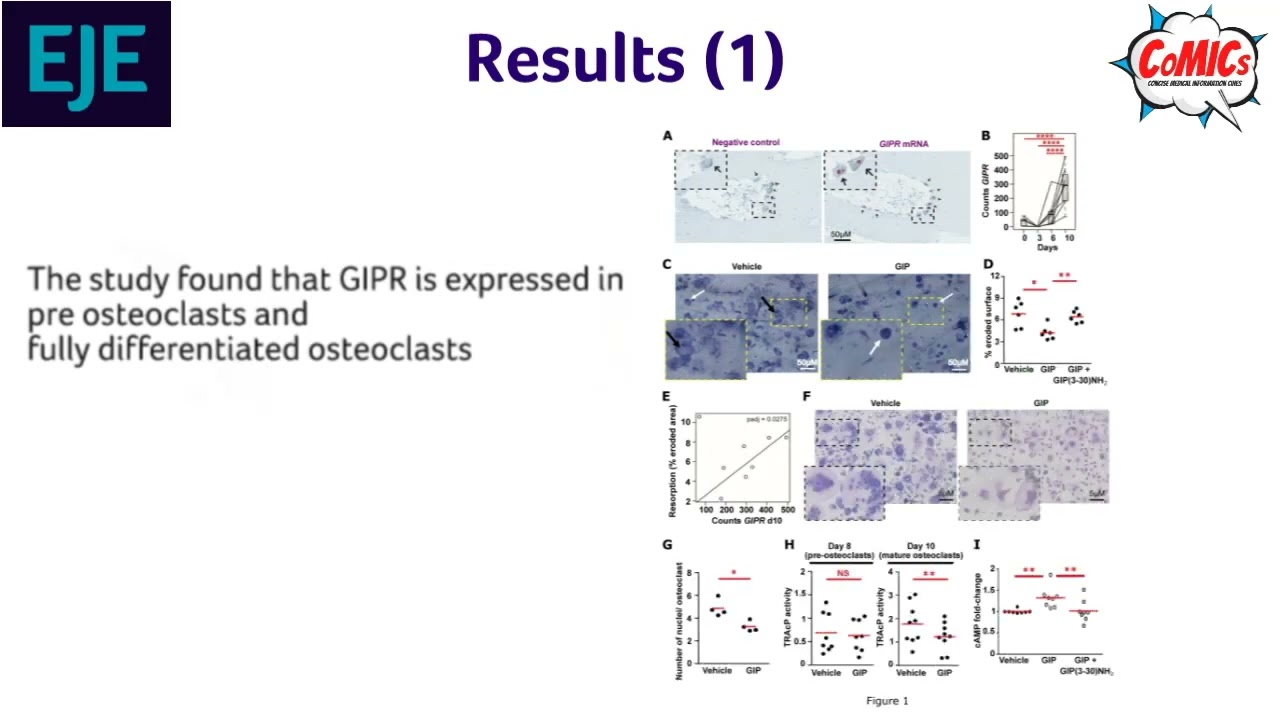Ep 31: GIP reduces osteoclast activity and improves osteoblast survival in primary human bone cells
