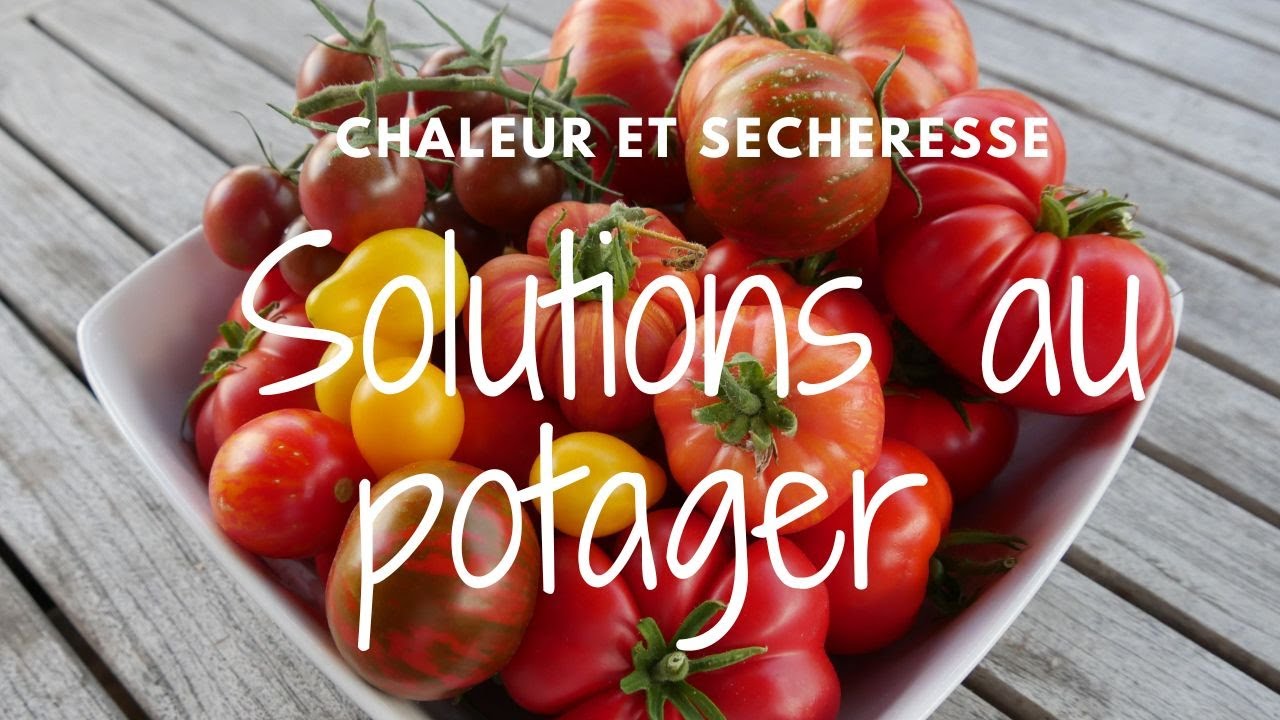 ☀️ Solutions &eacute;cologiques et &eacute;conomiques pour s'adapter &agrave; la chaleur et s&eacute;cheresse au Potager :)