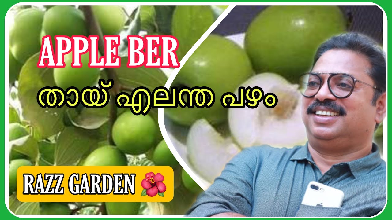 APPLE BEAR  (JUJUBI) എലന്ത പഴം  FROM MY ROOFTOP GARDEN