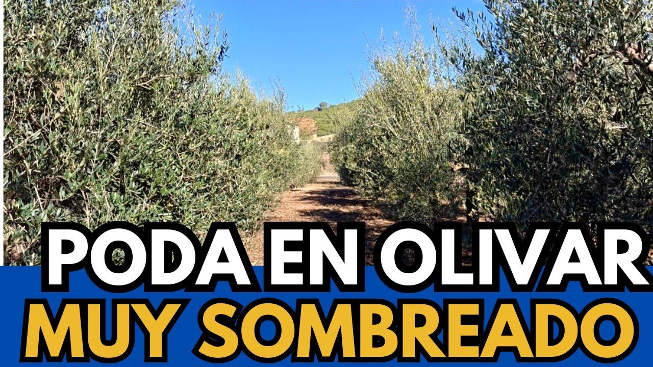 🟥 ESTRATEGIA de PODA en Olivar Espeso