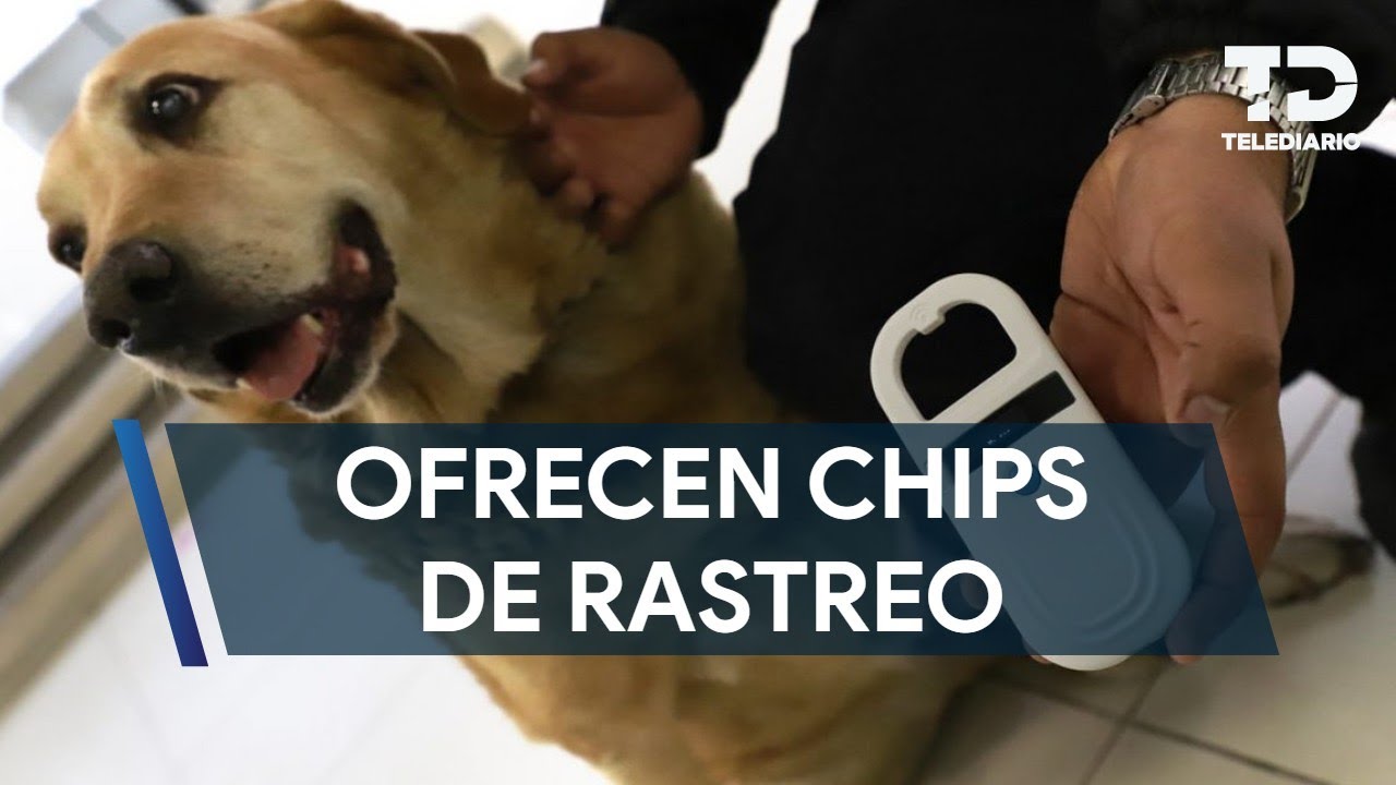 Gobierno de Zapopan ofrece chips para mascotas a bajo costo