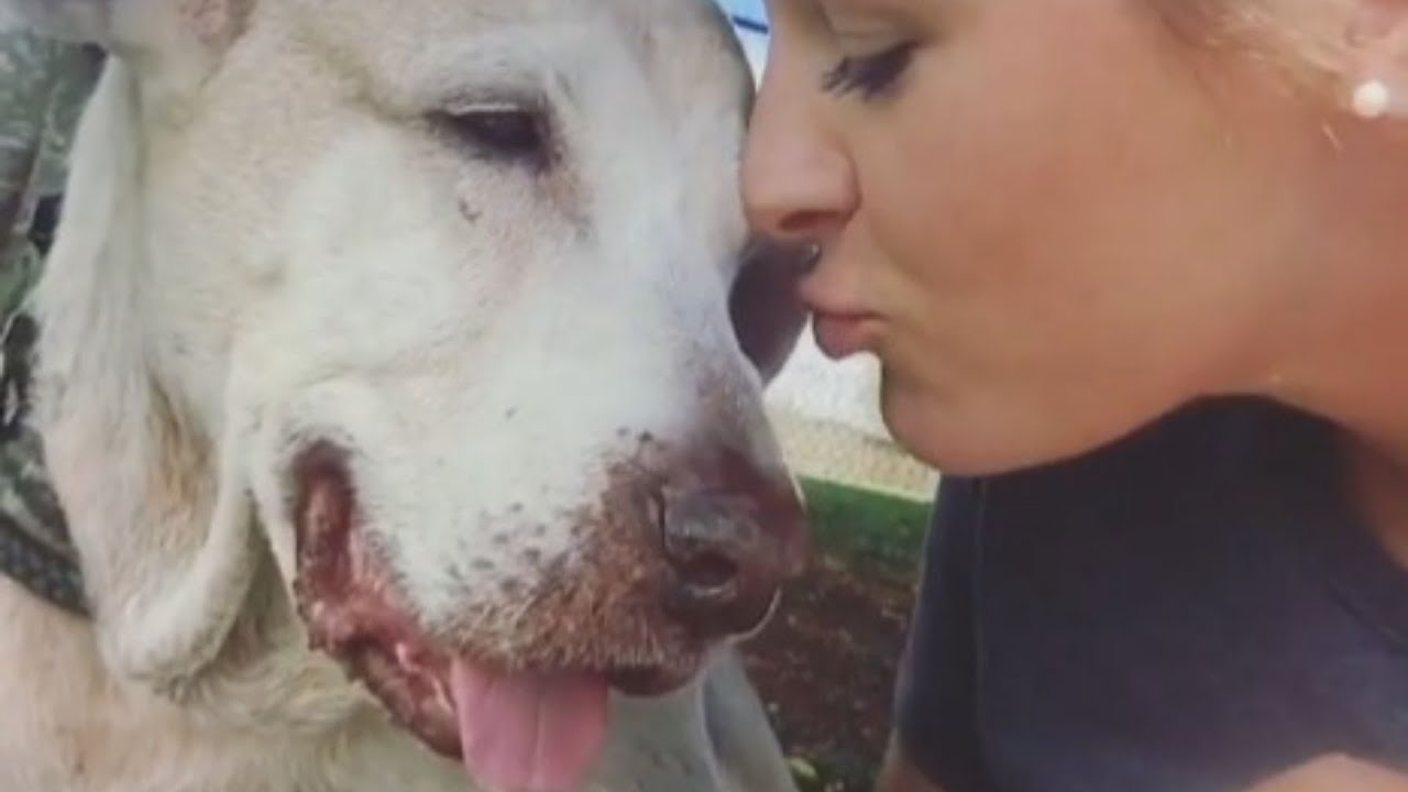 Dog Who Spent 7 Years In The Shelter Finally Finds Her Forever Home