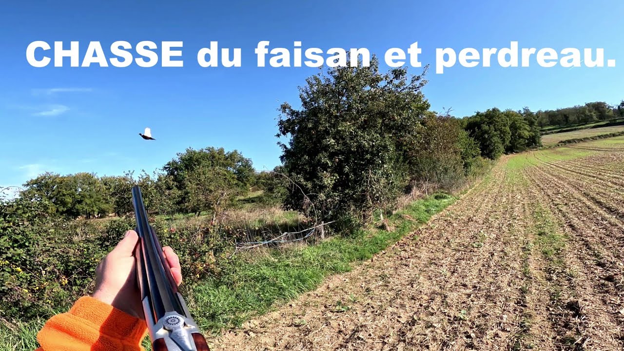 CHASSE du faisan et perdreau.