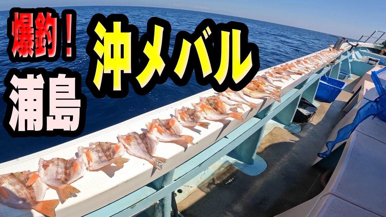 《京都・裕凪丸》【爆釣】浦島沖メバル！夏の脂ノリ最高の干物を作ってみた2025 8 31