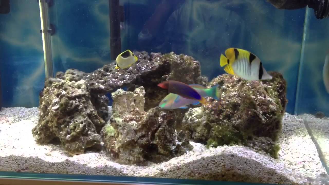 Quoyi Parrotfish