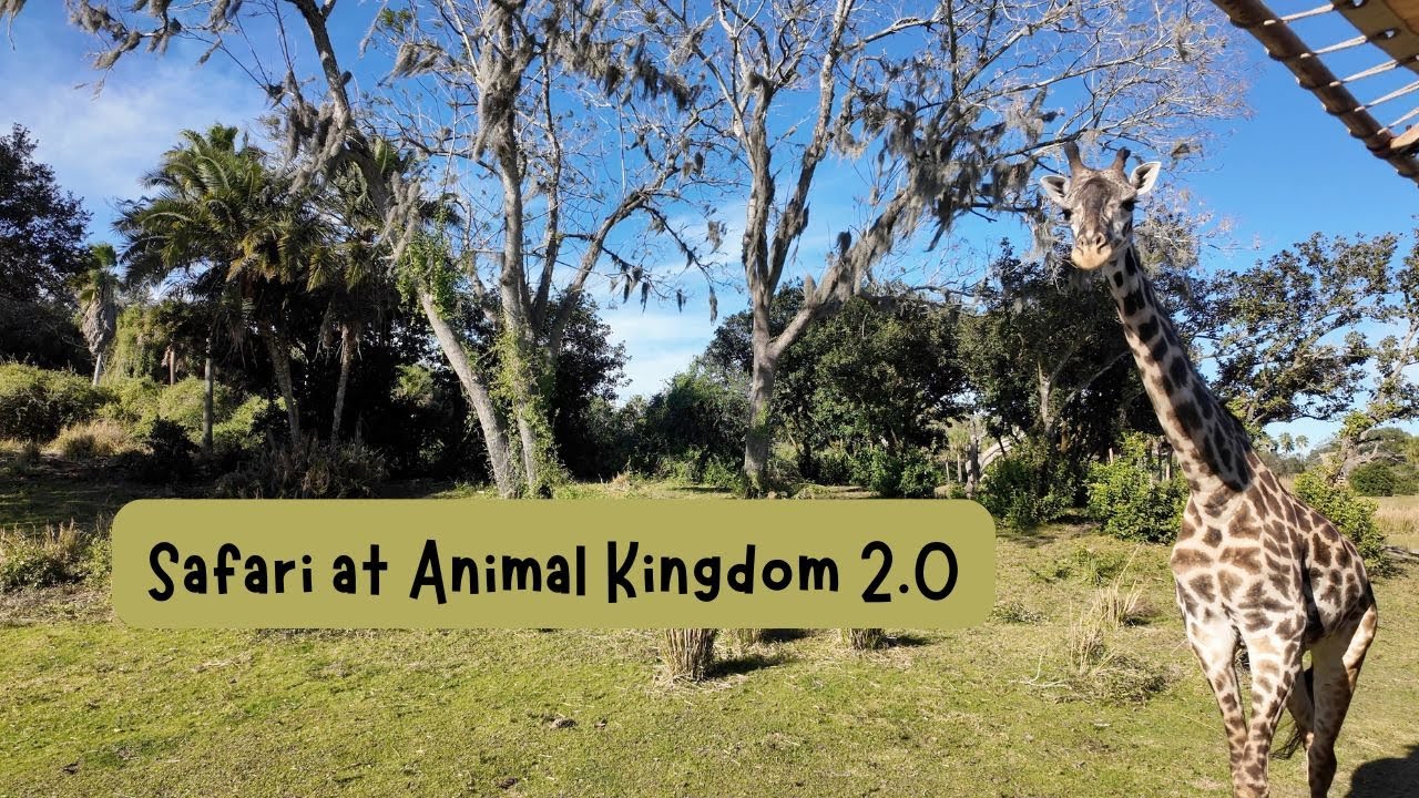 Up Close with Giraffes & Lions Roar | Animal Kingdom Safari Adventure