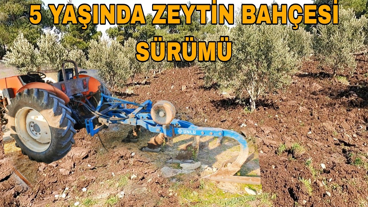 5 YAŞINDA ZEYTİN BAHÇESİ SÜRÜMÜ~5 YILLIK ZEYTİNLER KAÇ KG YAĞ VERDİ?
