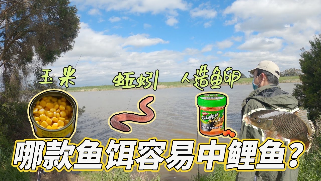 鱼饵大考验 不打窝也中鱼 ？| 挑战用不同鱼饵钓鲤鱼 到底是哪种鱼饵能钓上大鲤鱼呢？|沉底钓组钓鲤鱼#澳洲钓鱼#澳洲旅游#墨尔本钓点#墨尔本钓鱼