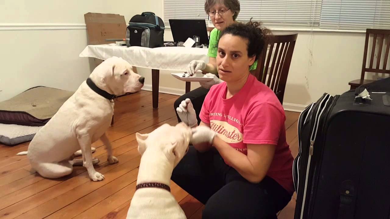 Dogo Puppy Training