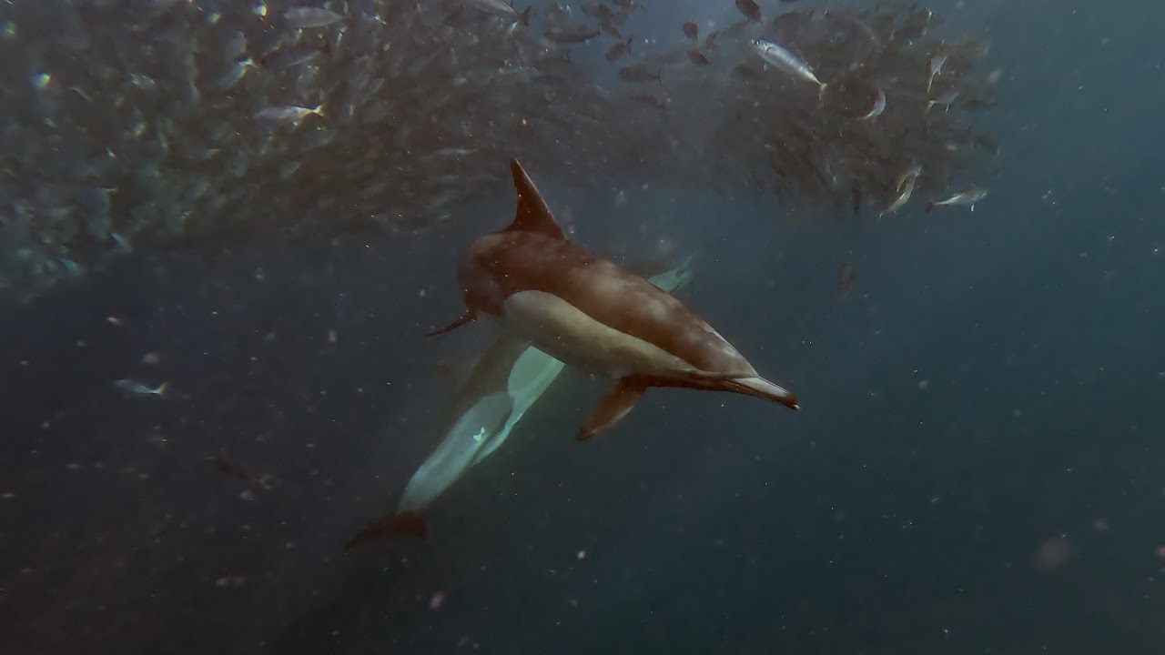The Sardine Run, July 2025