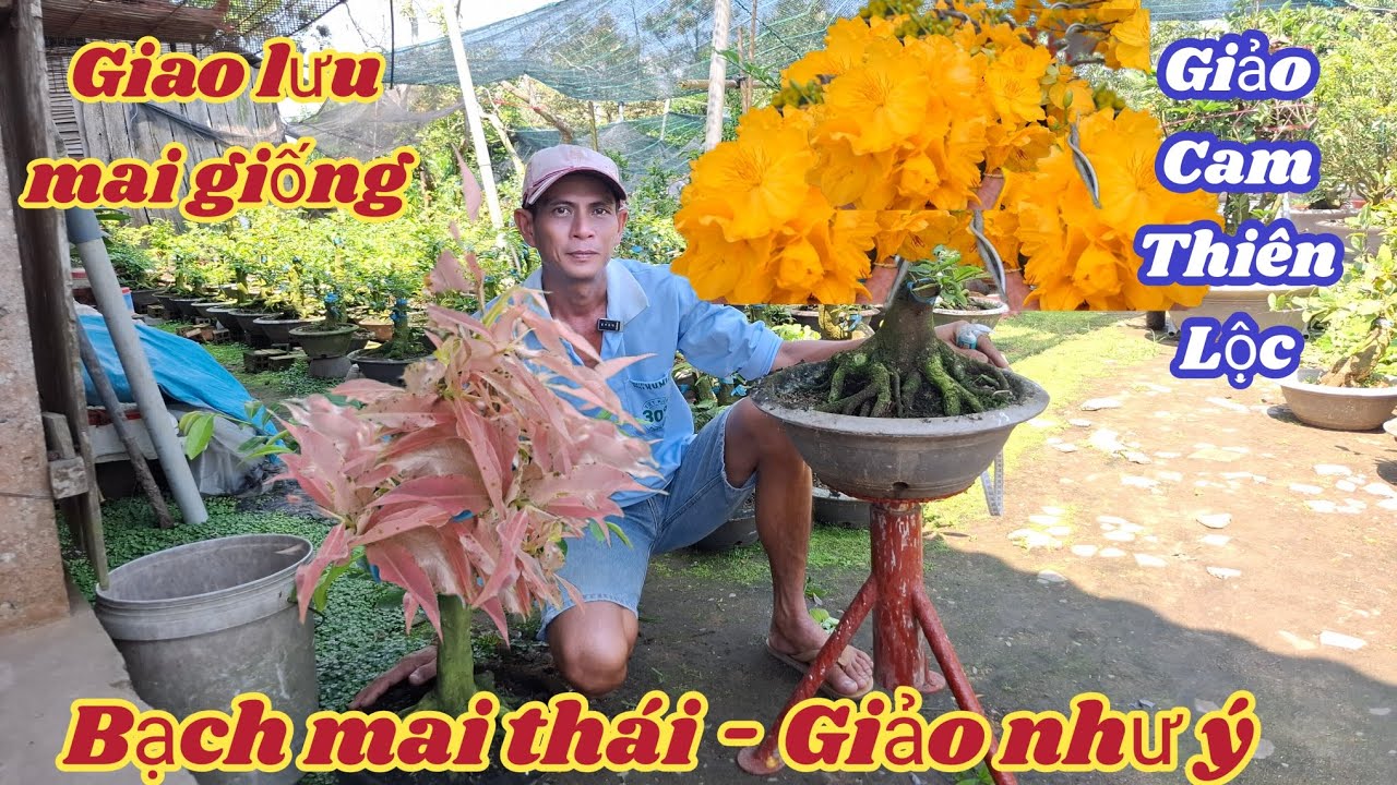 04/03/2026💥Mai vàng Mai giống mới nhất hiện nay Cam thiên lôc-bạch Mai thái-giao Như ý