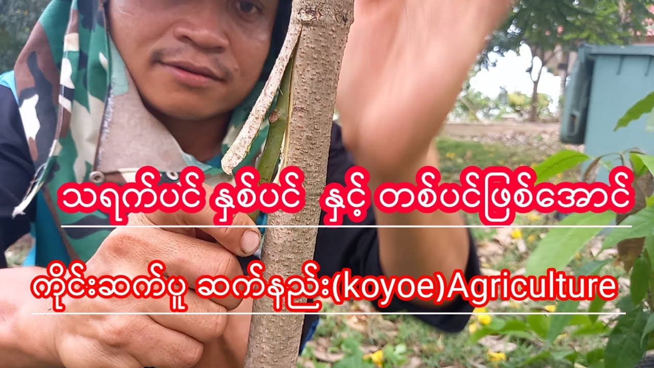 သရက္ပင္နှစ်ပင်နှင့်တစ်ပင်ဖြစ်ေအာင်ပူဆက်ကိုင်းဆက်နည်းkoyoe Agriculture