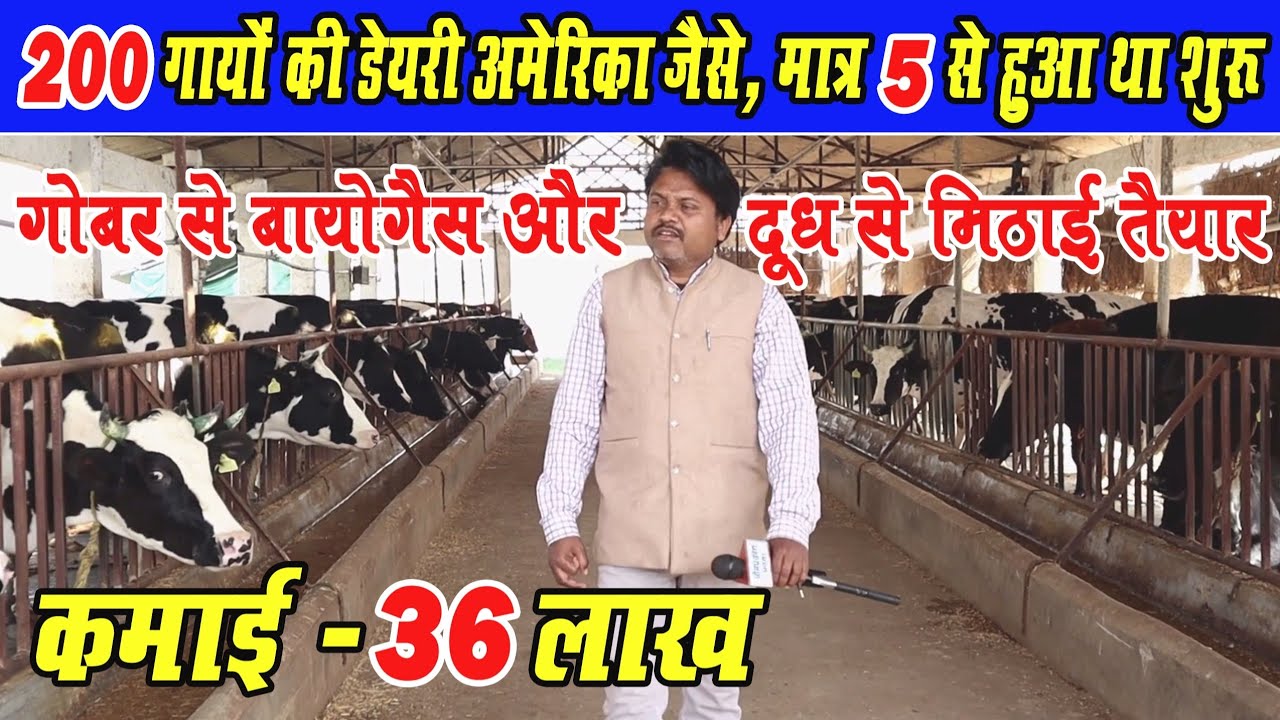 200 Gay Ka Dairy Farm।। 200 गायों का डेयरी फार्म अमेरिका जैसे।। Dairy Farm Of 200 Cow's