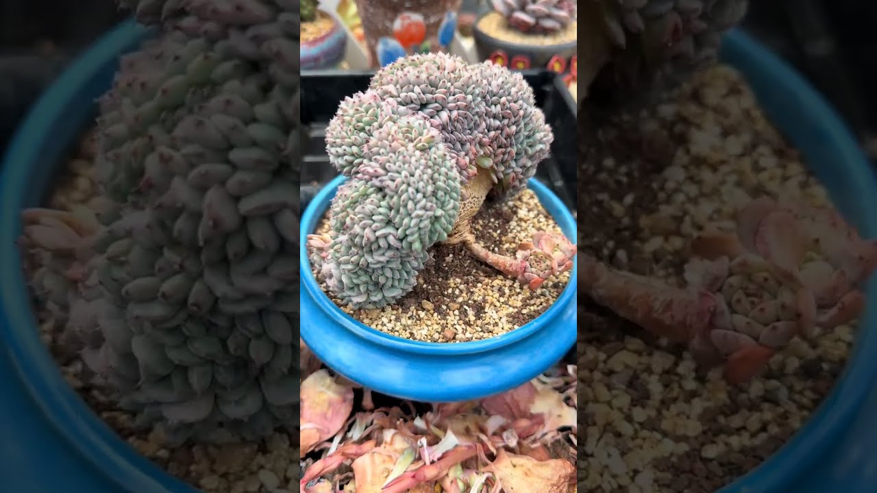 🌿 ASMR Succulent Healing | Falling Leaves Don&rsquo;t Die, They Leave in Another Way 🌙