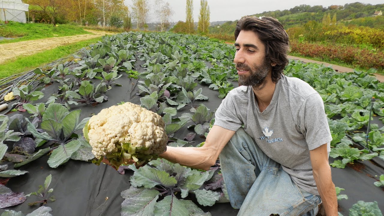 Cultiver des CHOUX sans travail du sol !