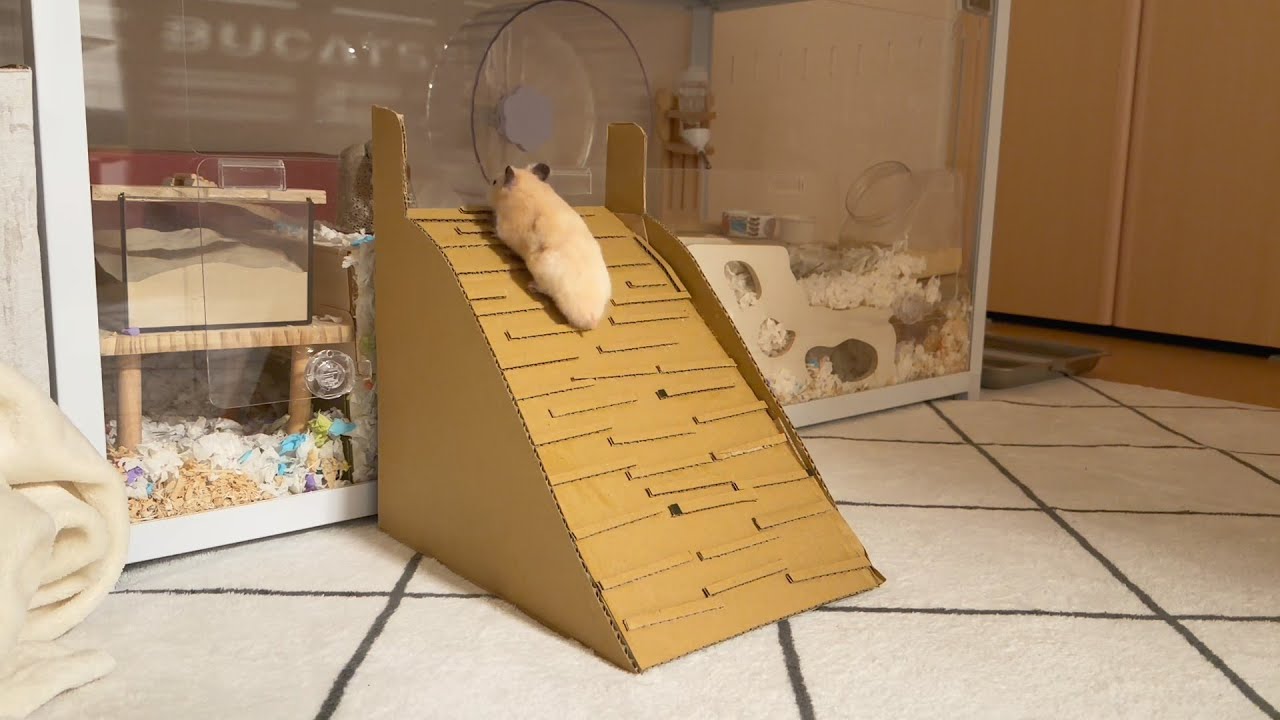 【ハムスター部屋】高さのあるブカスターケージからも出入り自由