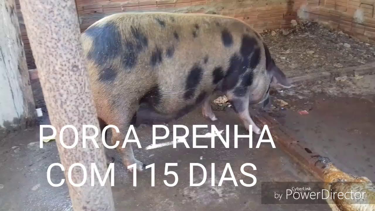 PORCA PRENHA COM 115 DIAS