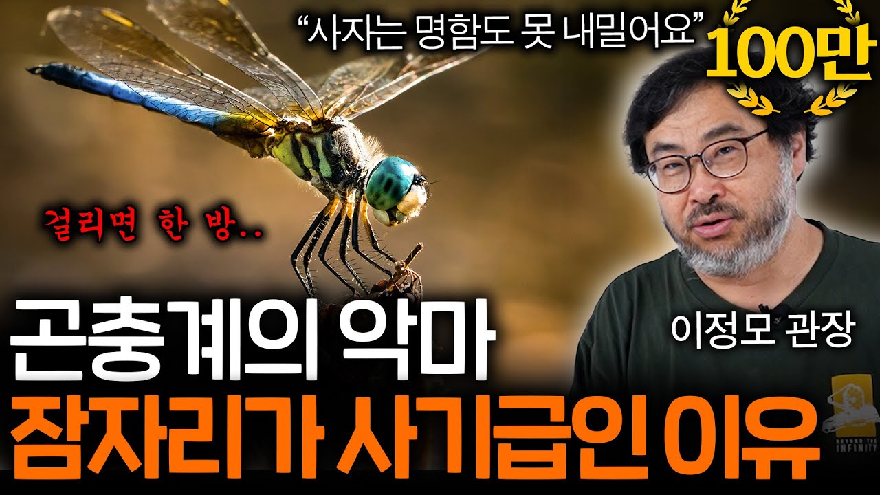 잠자리의 사냥 성공률이 95%인 이유(사자는 20%...)  | 과학정모 EP.3