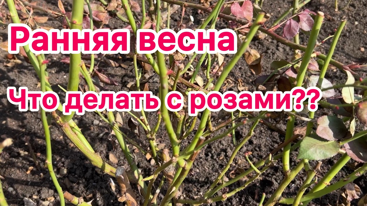 Ранняя весна. Что делать с розами? Обзор роз в конце марта 2026 г.