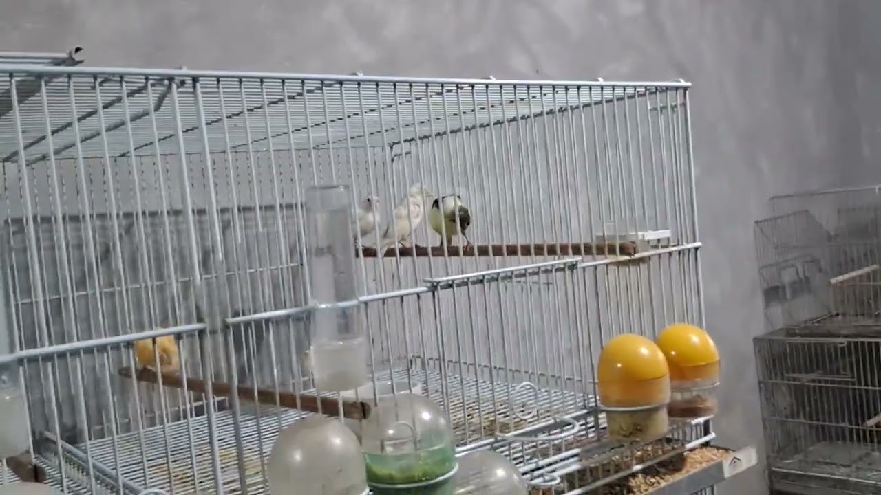 PASSEI A POMADA NAS FEMEAS