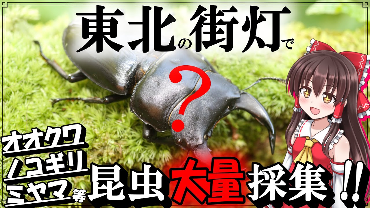 【東北】オオクワ・ミヤマ・ノコギリ等…クワガタが大量に集まる街灯で昆虫採集！オオクワの採集方法と森&灯火採集で観察できる24種の生物たち【オオクワガタ、ミヤマクワガタ、カブトムシ等】【ゆっくり解説】
