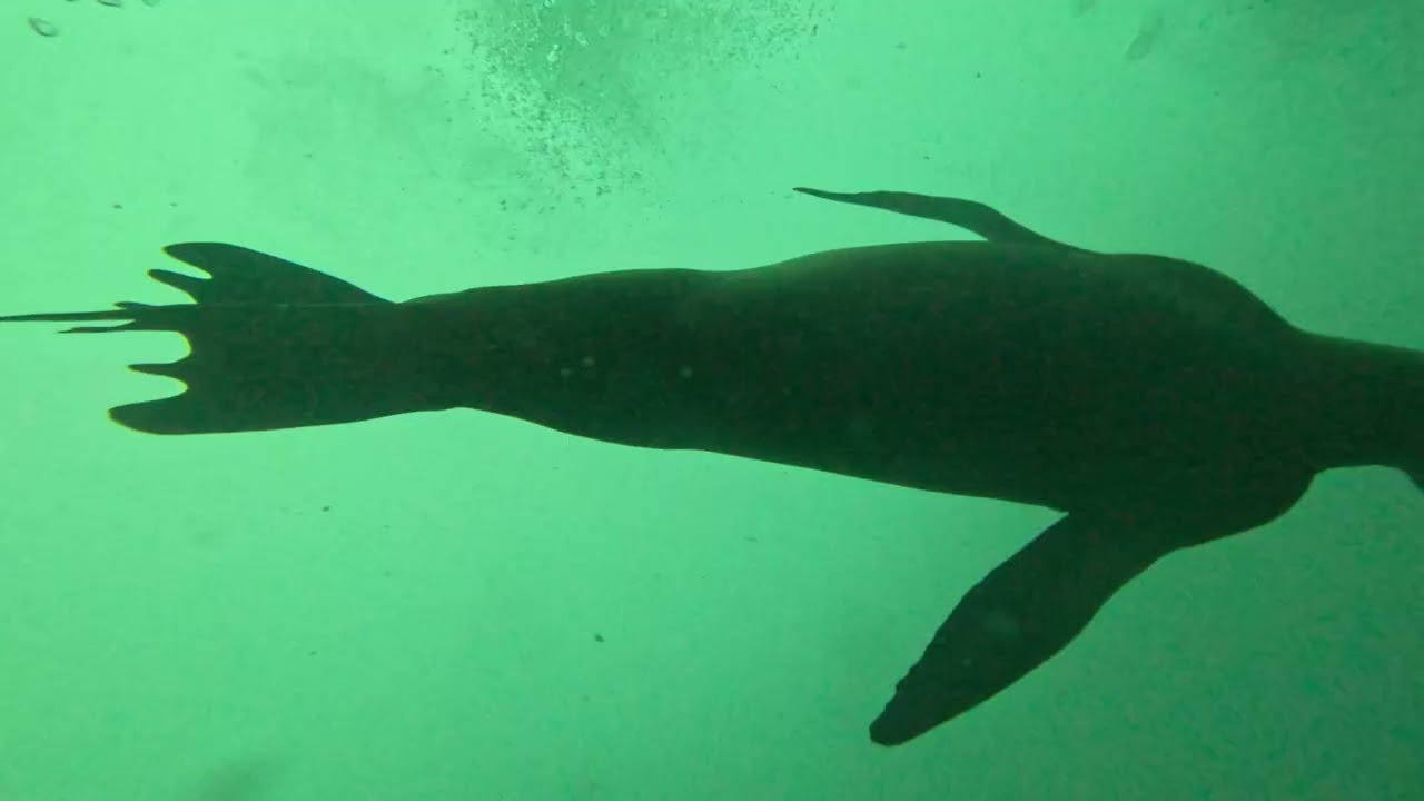 Master Galapagos Deep Blue liveaboard Fernandina Island dive 16 jan 2026