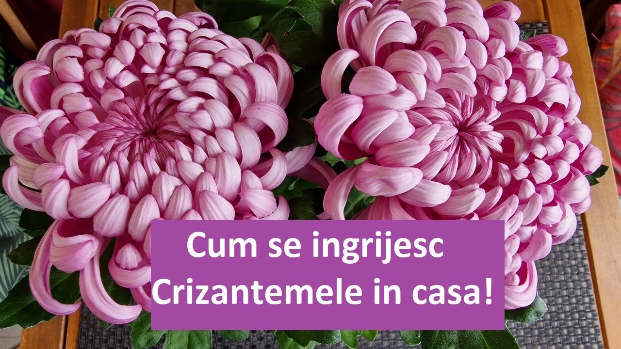 Cum se ingrijiesc Crizantemele in casa!
