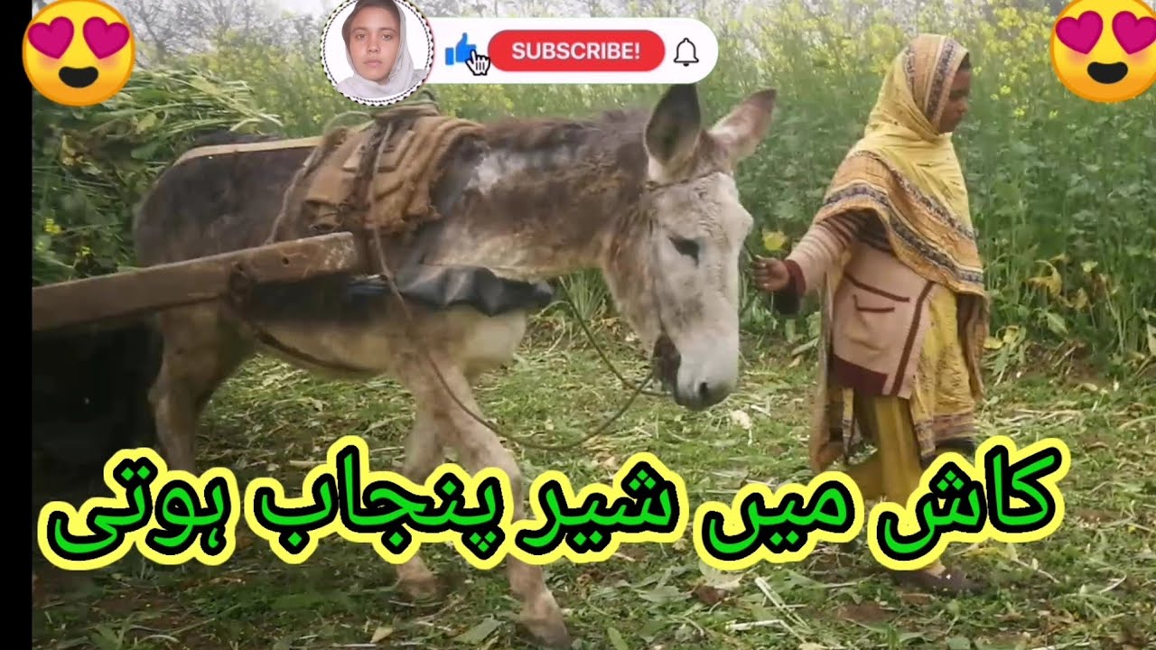 کاش میں شیر پنجاب ہوتی😱🤔