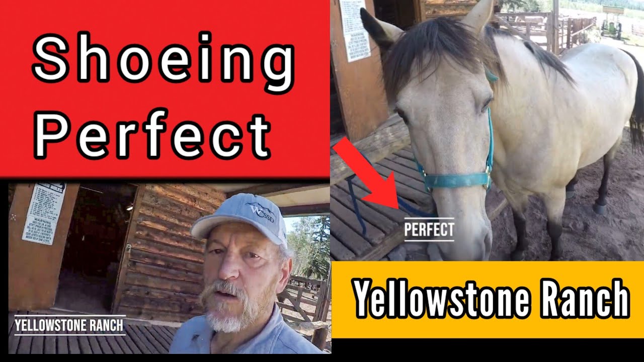 Yellowstone Ranch - Shoeing Perfect - RJF