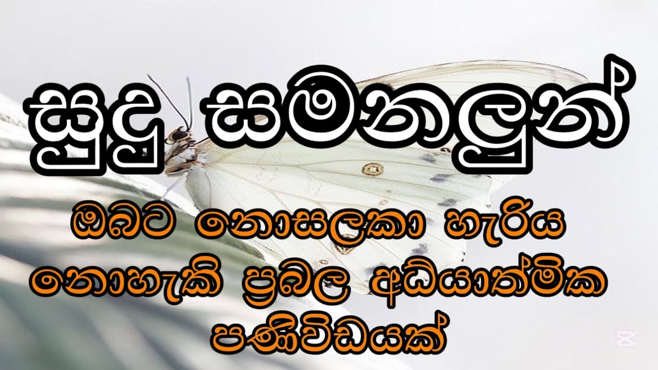 සුදු සමනළිඳුන්ගේ ආධ්&zwj;යාත්මික අරුත | White Butterfly Meaning Angels, Signs & Spiritual Messages