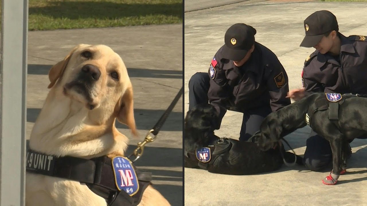 Taiwan military shows off furry new members of narcotics squad | AFP